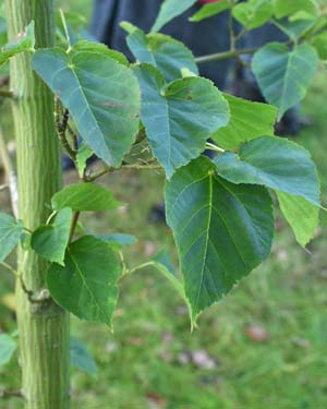 Acer grosseri
