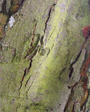 Acer rubrum