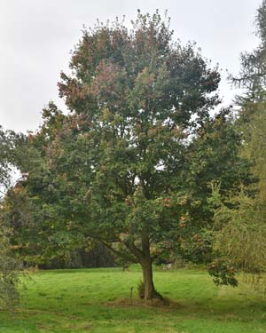 Acer rubrum