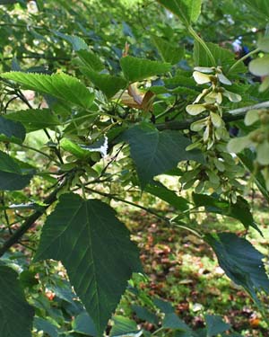 Acer rufinerve