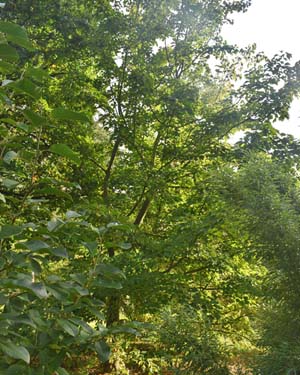 Acer rufinerve