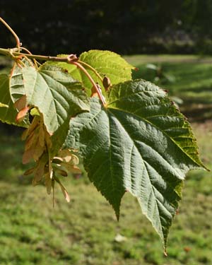 Acer tegmentosum