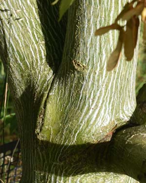 Acer tegmentosum