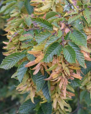 Hornbeam