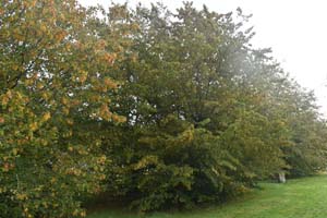 Hornbeam