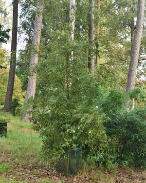 Eucryphia intermedia