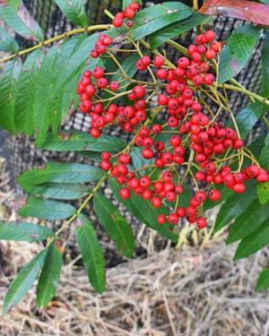 Sorbus wilsonii