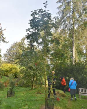 Chinese rowan