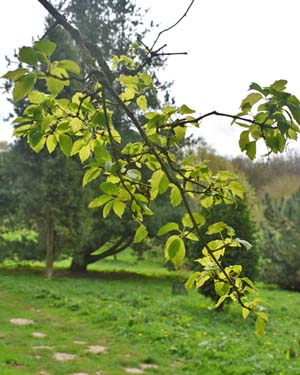Acer ginnala