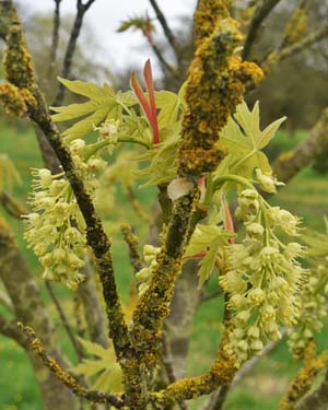 Acer macrophyllum