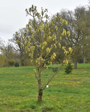 Acer macrophyllum
