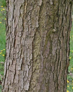 Acer griseum