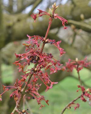 Acer griseum
