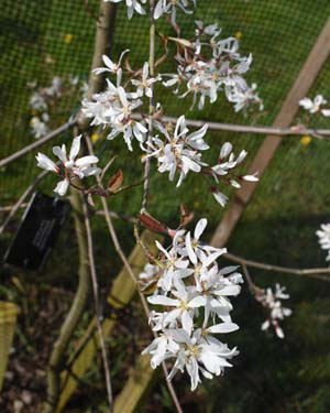 Amelanchier La Paloma