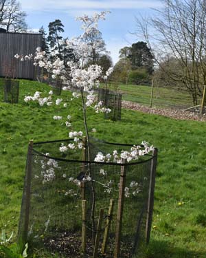 Amelanchier La Paloma