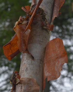 Chinese red birch