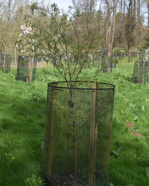 Chinese red birch