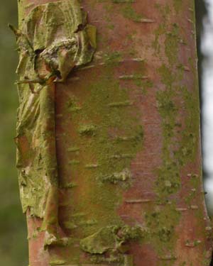 Water birch