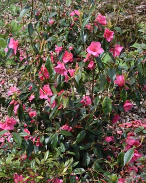Camellia Crimson Candles