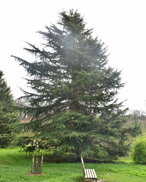 Cedrus deodara