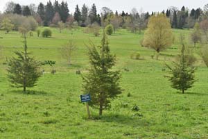 Cedrus libani