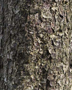 Westerm Himalayan hazel