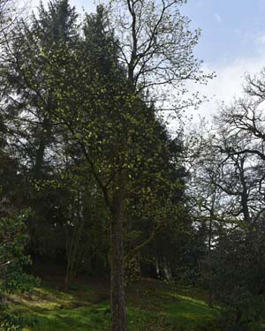 Corylus jacquemontii