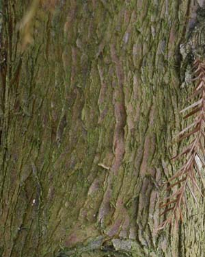 Cryptomeria japonica