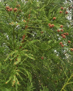 Cryptomeria japonica