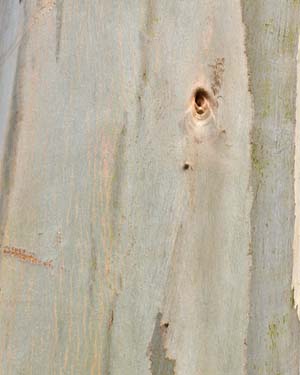 Eucalyptus nitens