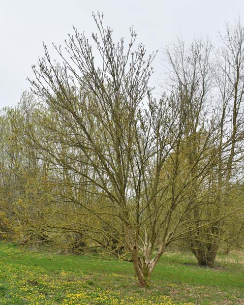 Chinese red ash