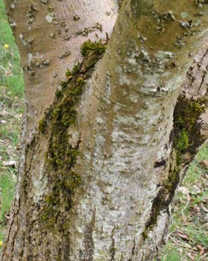 fraxinus spaethiana
