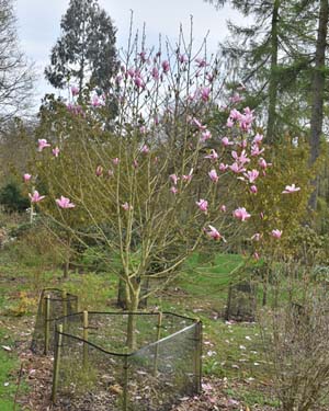 Magnolia galaxy