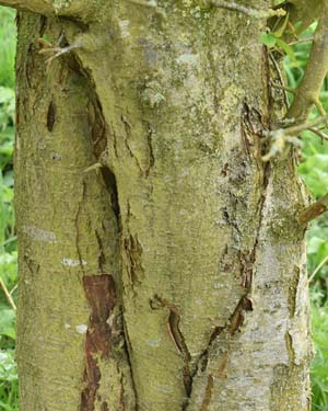 malus hupehensis