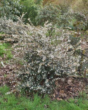 Osmanthus delavayii