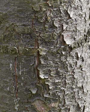 Pinus peuce