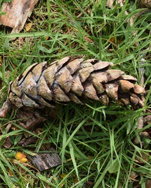 Pinus peuce