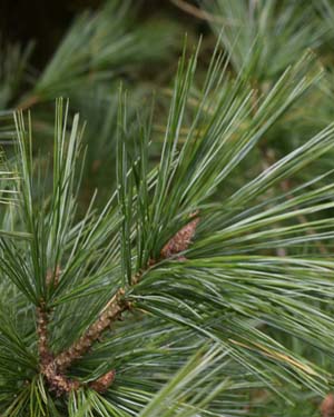 Pinus stylesii
