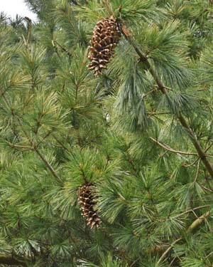 Pinus stylesii cones