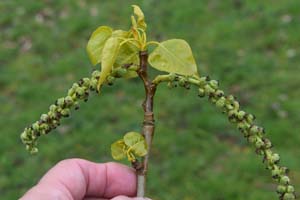 Japanese aspen