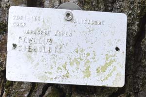 Populus sieboldii