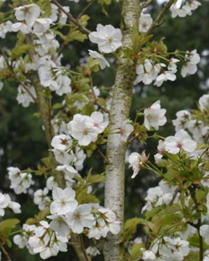 Wild cherry