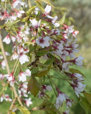 Wild spring cherry