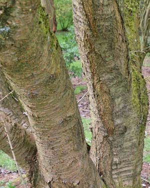 Hill cherry