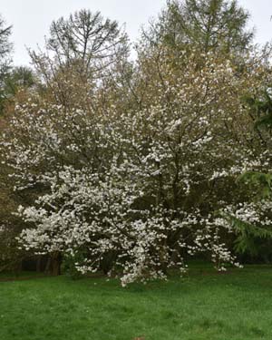 Prunus jamasakura