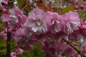 Prunus matsumae
