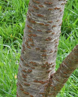 Prunus matsumae