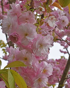 Prunus matsumae