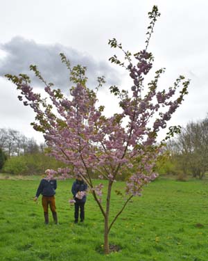Prunus matsumae