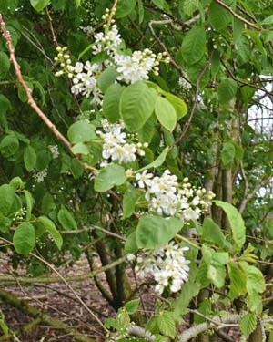 Prunus padus